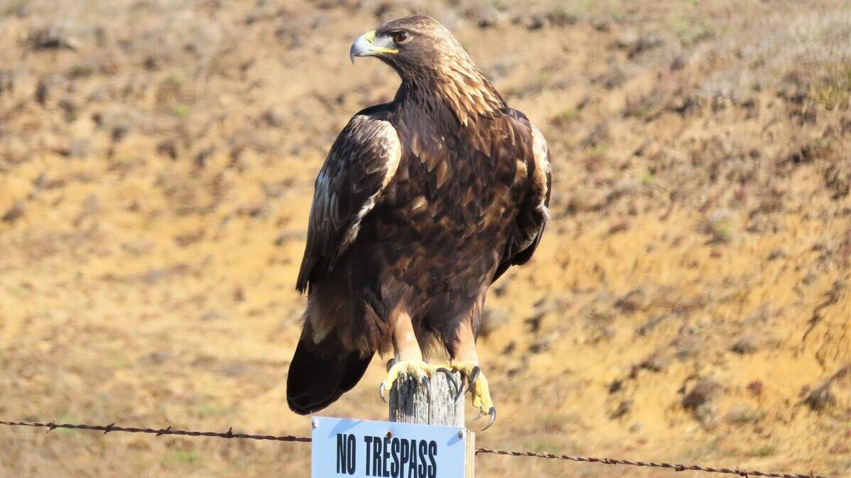 A golden eagle sits atop a Hearst Ranch sign on Highway 1 in San Luis Obispo County in November 2022. A new law would create a permitting process for infrastructure projects that could kill fully protected wildlife species, including the golden eagle.