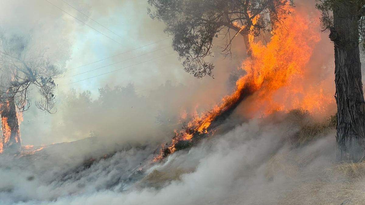 A vegetation fire that sparked along Highway 101 near the San Anselmo Road overpass spread from grass to trees, burning two acres and backing up traffic on July 15, 2023.