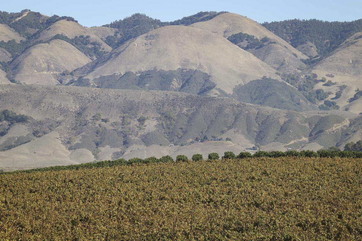 A view of Pacific Coast Vineyard from Highway 227 looking east to the Santa Lucia Range on Oct. 29, 2025. Chardonnay vines are in the foreground and lemons have been planted in the next field.