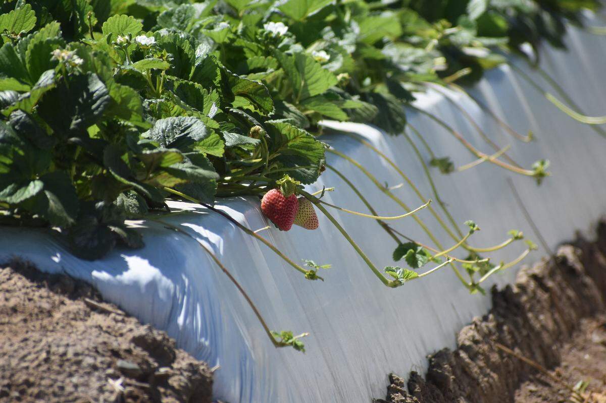 Strawberries kept their reign as Santa Barbara County’s top crop for the 2020 crop year, bringing in more than $727 million of revenue.