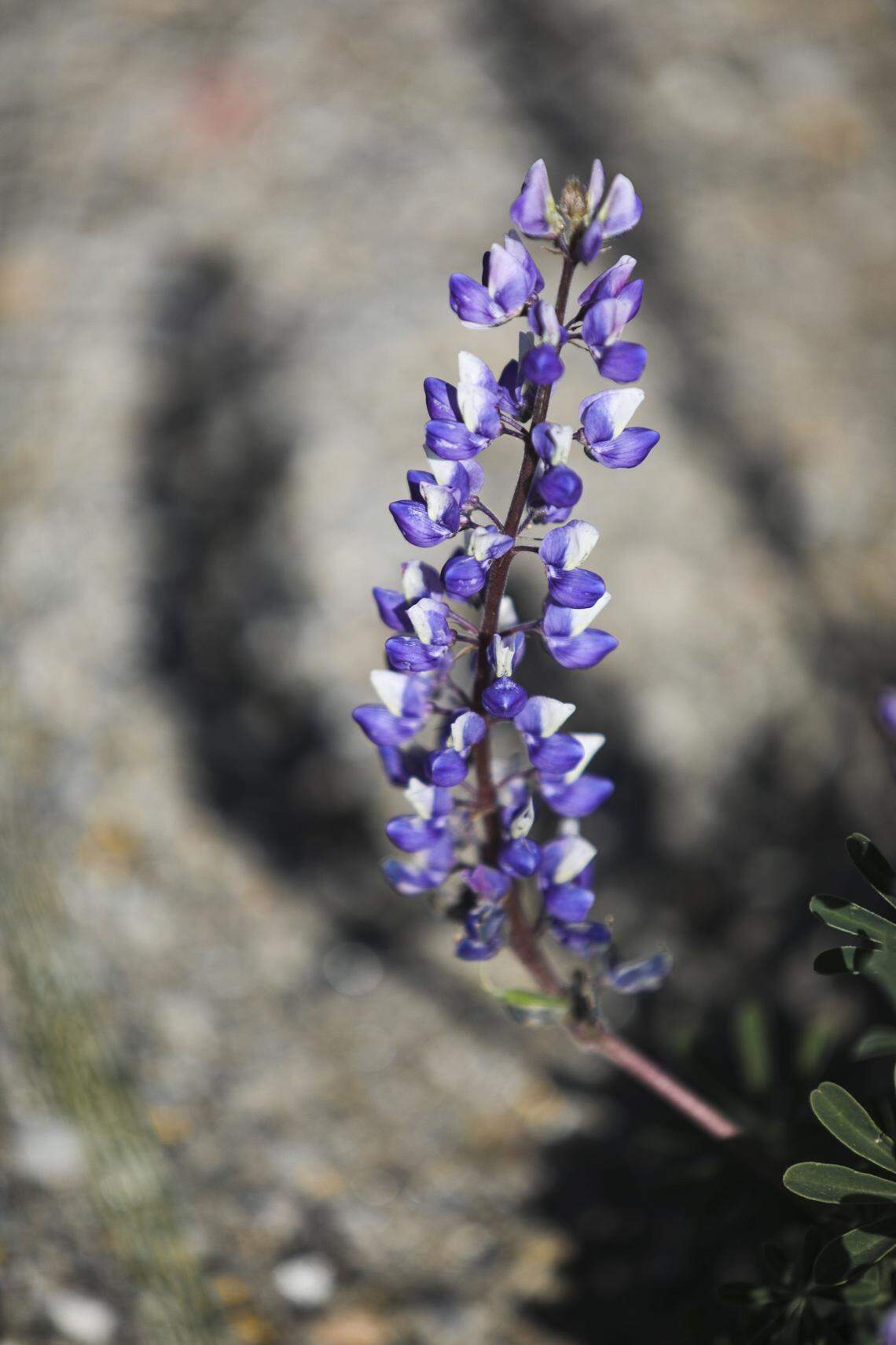 Lupine blooms along Highway 166. Wildflower season is in full bloom on the Carrizo Plain seen here on March 11, 2026.