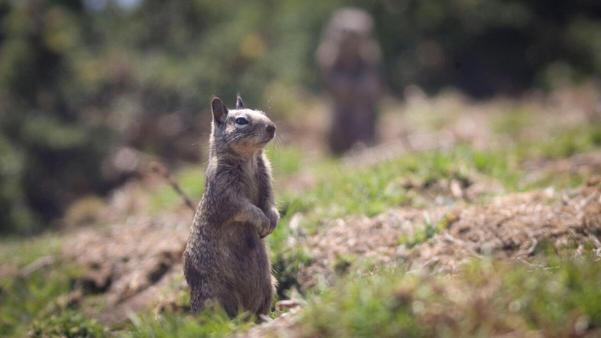 A ground squirrel stand at alert at Eldwayen Ocean Park in Shell Beach on May 5, 2025. The squirrels’ burrowing is contributing to erosion issues along the Pismo Beach bluffs.