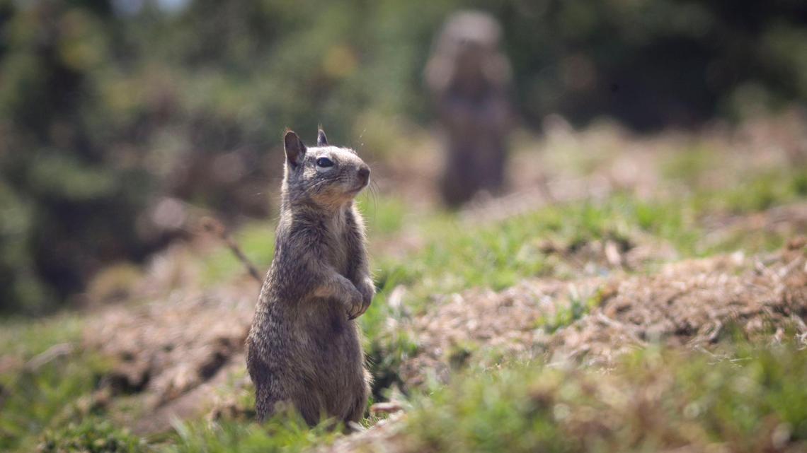 Ground squirrels are eroding the bluffs in Pismo Beach. What should the city do?