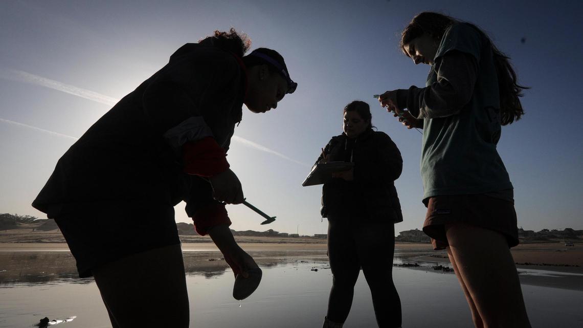 Cal Poly students Sasha Evans, left, Ashley Adams and Lucy Thackray measure Pismo clams on the beach on May 29, 2025.