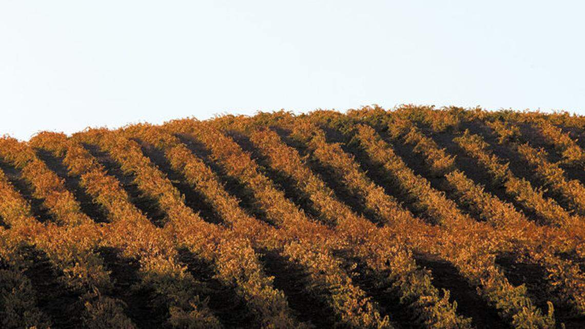 The vineyards of Paso Robles.