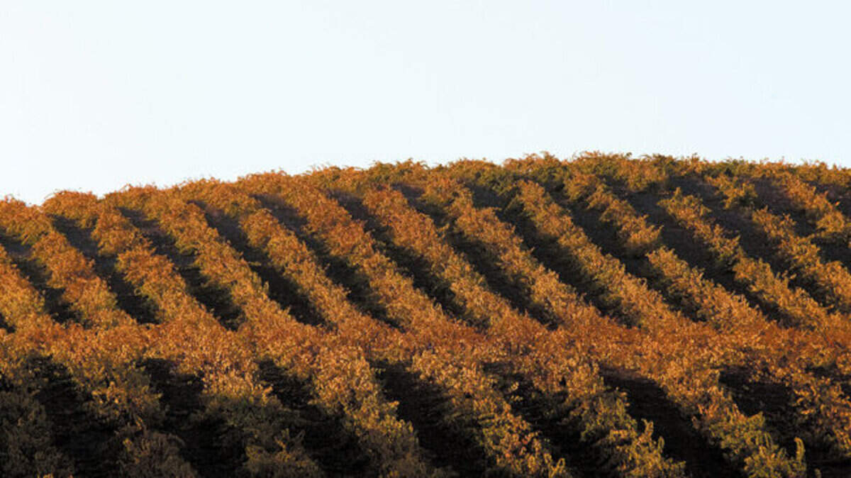 The vineyards of Paso Robles.