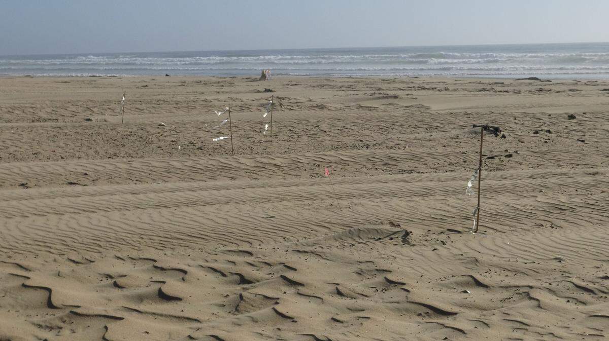 State Parks put up stakes with mylar flagging to deter snowy plovers from nesting at the Oceano Dunes.