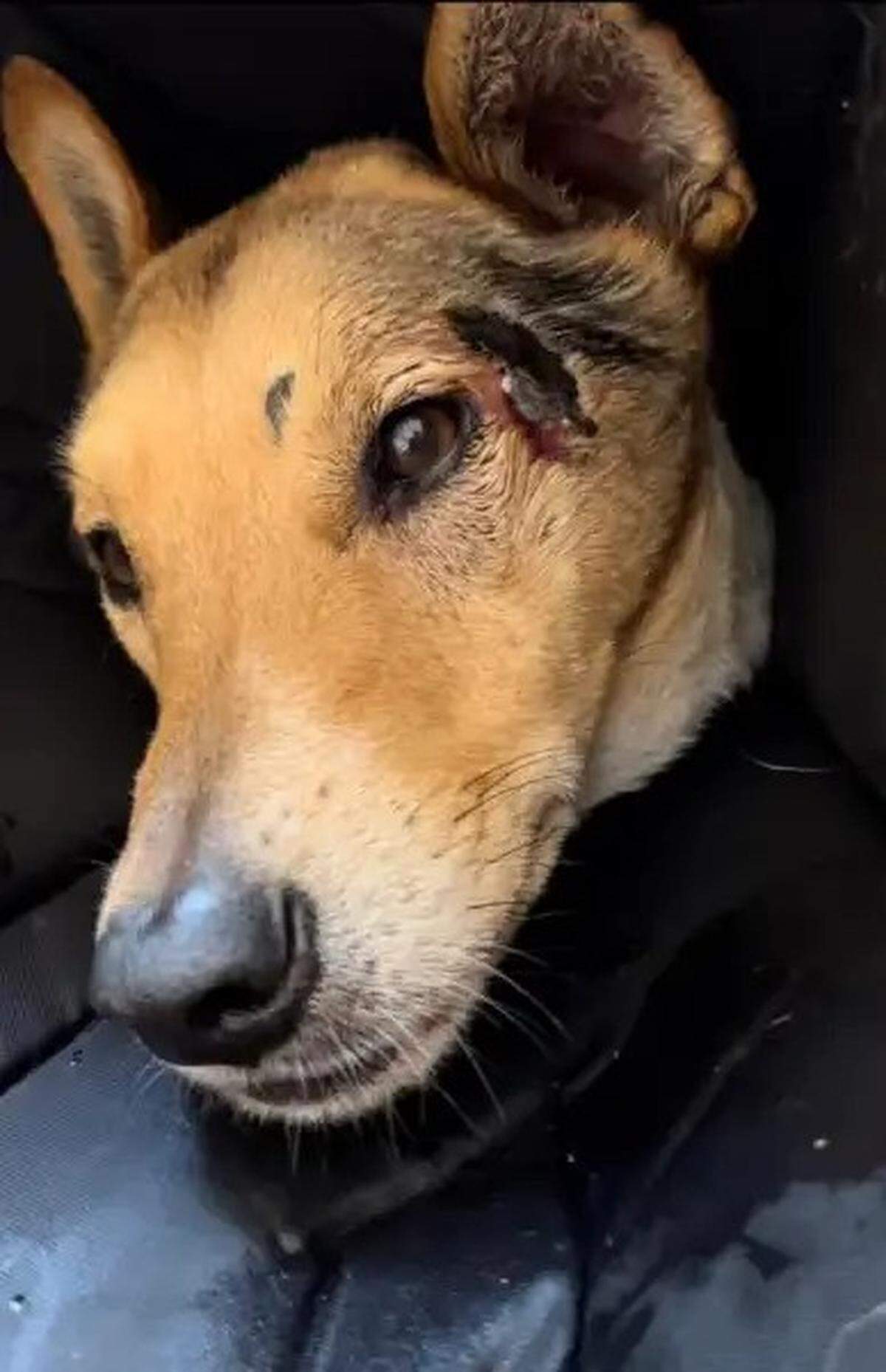 Jackson, beloved pet dog of the Alldredge family of Carpinteria, is recovering after being lost in the Eastern Sierra for a week, during which time he apparently was attacked by a pack of coyotes.