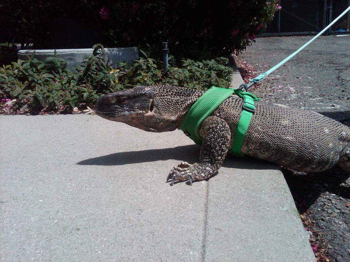 SLO County’s only open intake animal shelter housed a large monitor lizard about 15 years ago.