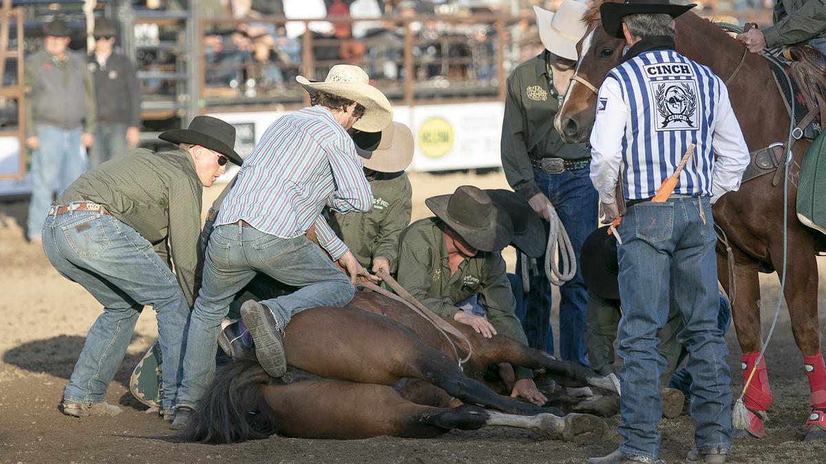Poly Royal Rodeo participants and officials tend to a bucking horse that fell while exiting the chute on Saturday, April 15, 2023. The 81st annual Poly Royal Rodeo was held April 14 and 15 at the Cotton Rosser Rodeo Complex at Cal Poly’s San Luis Obispo campus.