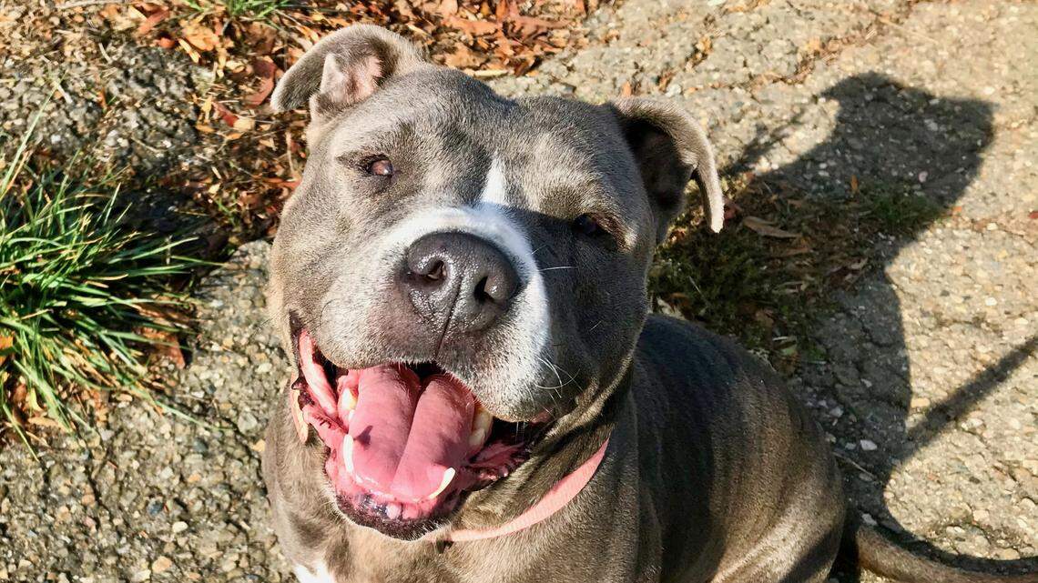 Alana the Lab-pitbull mix is a ‘playful love bug’ — and she needs a new home