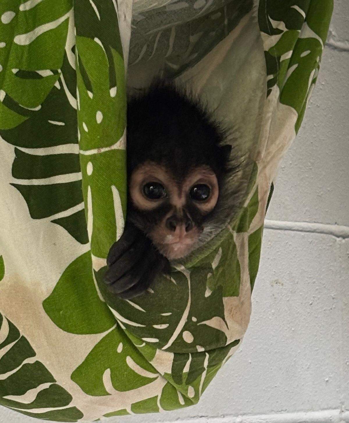 Three young Mexican spider monkeys arrived at the Charles Paddock Zoo in Atascadero in February 2025.