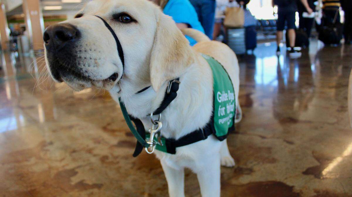 Parrot was one several puppies who went through a guide dog training exercise at the San Luis Obispo County Regional Airport on Saturday, May 28, 2022.