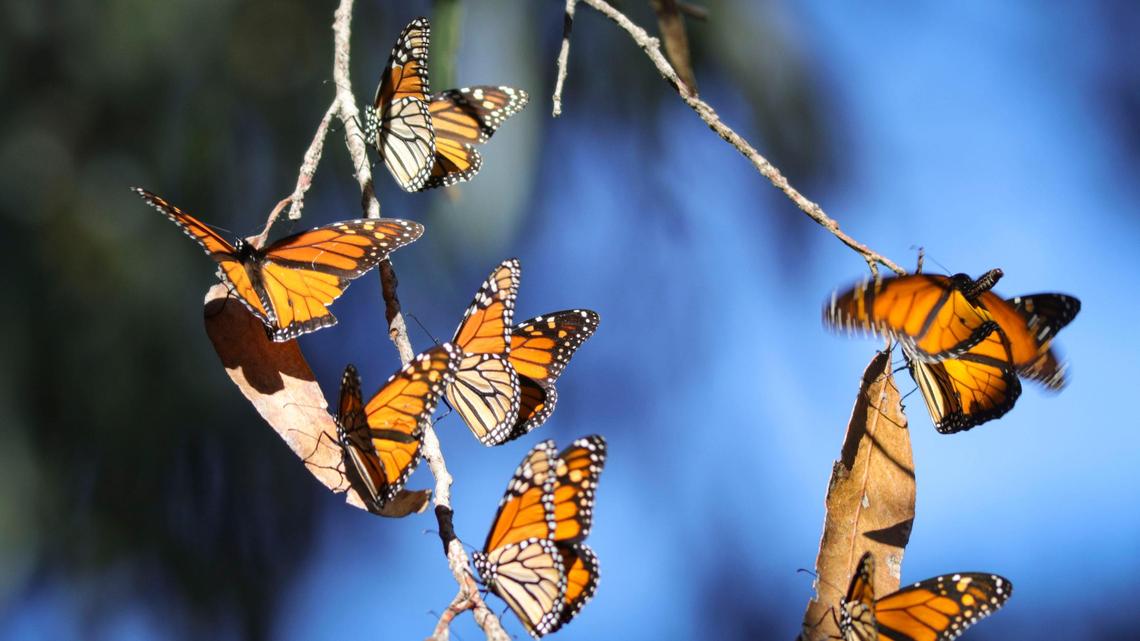 Monarch butterflies are making their annual return to the grove in Pismo Beach, as pictured here on Nov. 8, 2023.