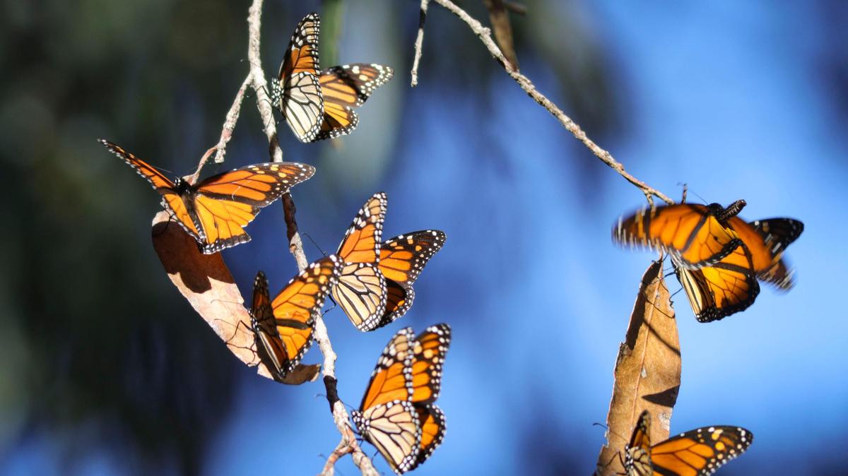 Monarch butterflies in Pismo Beach on Nov. 8, 2023. The western monarch population has plummeted by over 95% in the Western U.S. since the 1980s.