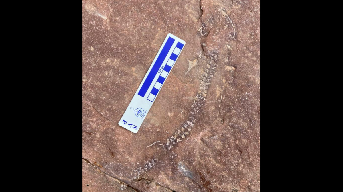 A new species of reptile may have been found in Utah’s Canyonlands National Park. The fossil is “a rare ~290 million-year-old Permian-aged skeleton.”
