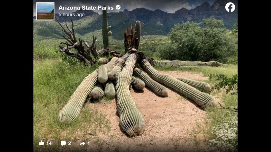 An iconic saguaro cactus estimated to be nearly 200 years old has fallen victim to the torrential rains that hit Arizona’s Catalina State Park in August.