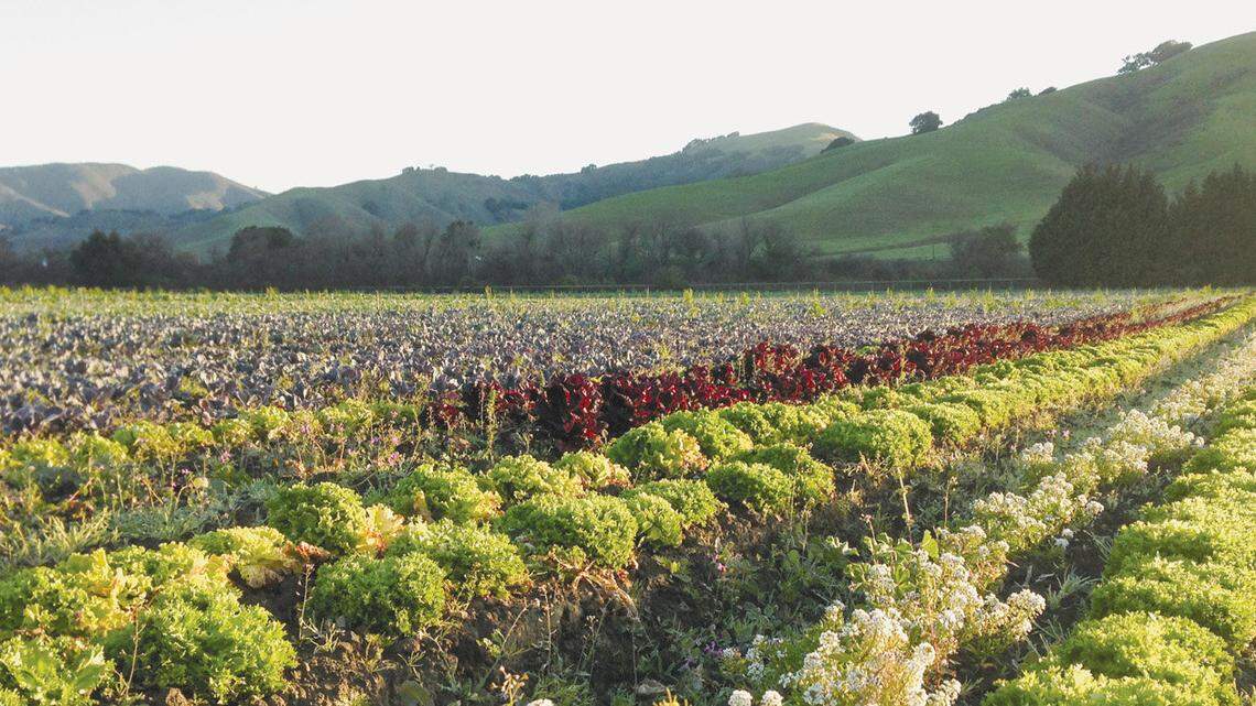New Frontiers operates an 82-acre organic farm near Buellton that provides 10 to 15 percent of the fresh produce sold by its markets. Here is a field of lettuces and alyssum.