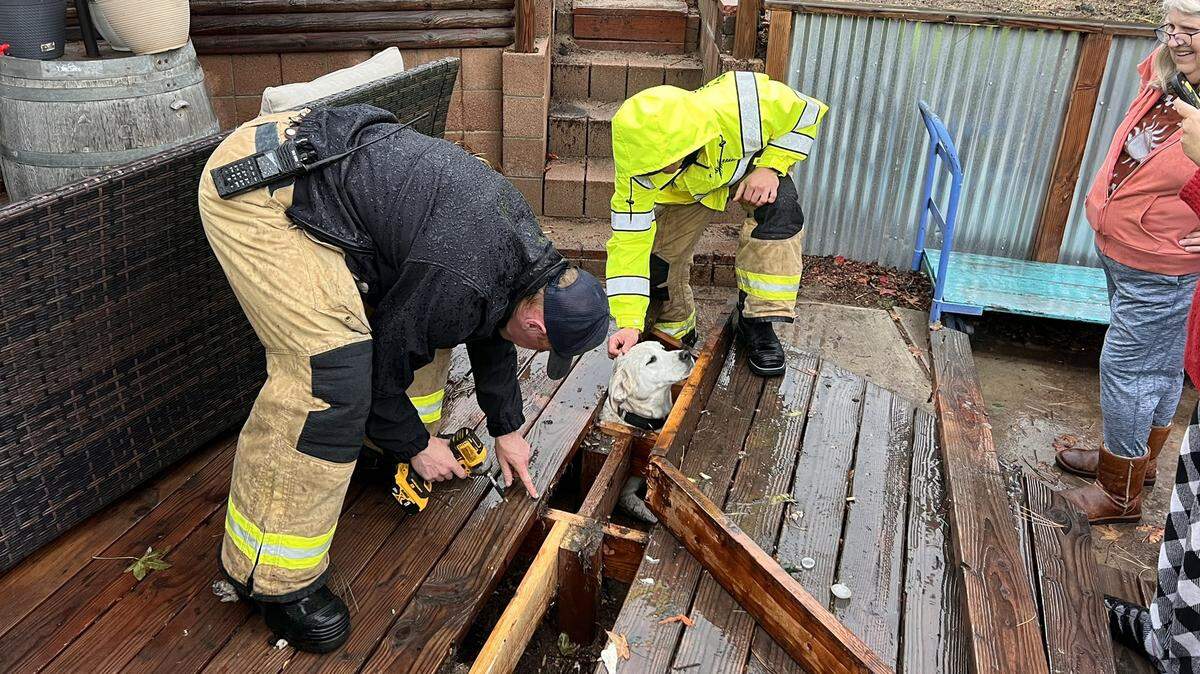 Sage the yellow Labrador retriever waits to be rescued by Santa Barbara County Fire Department firefighters after becoming trapped under a deck in Orcutt on Thursday, Dec. 21, 2023.