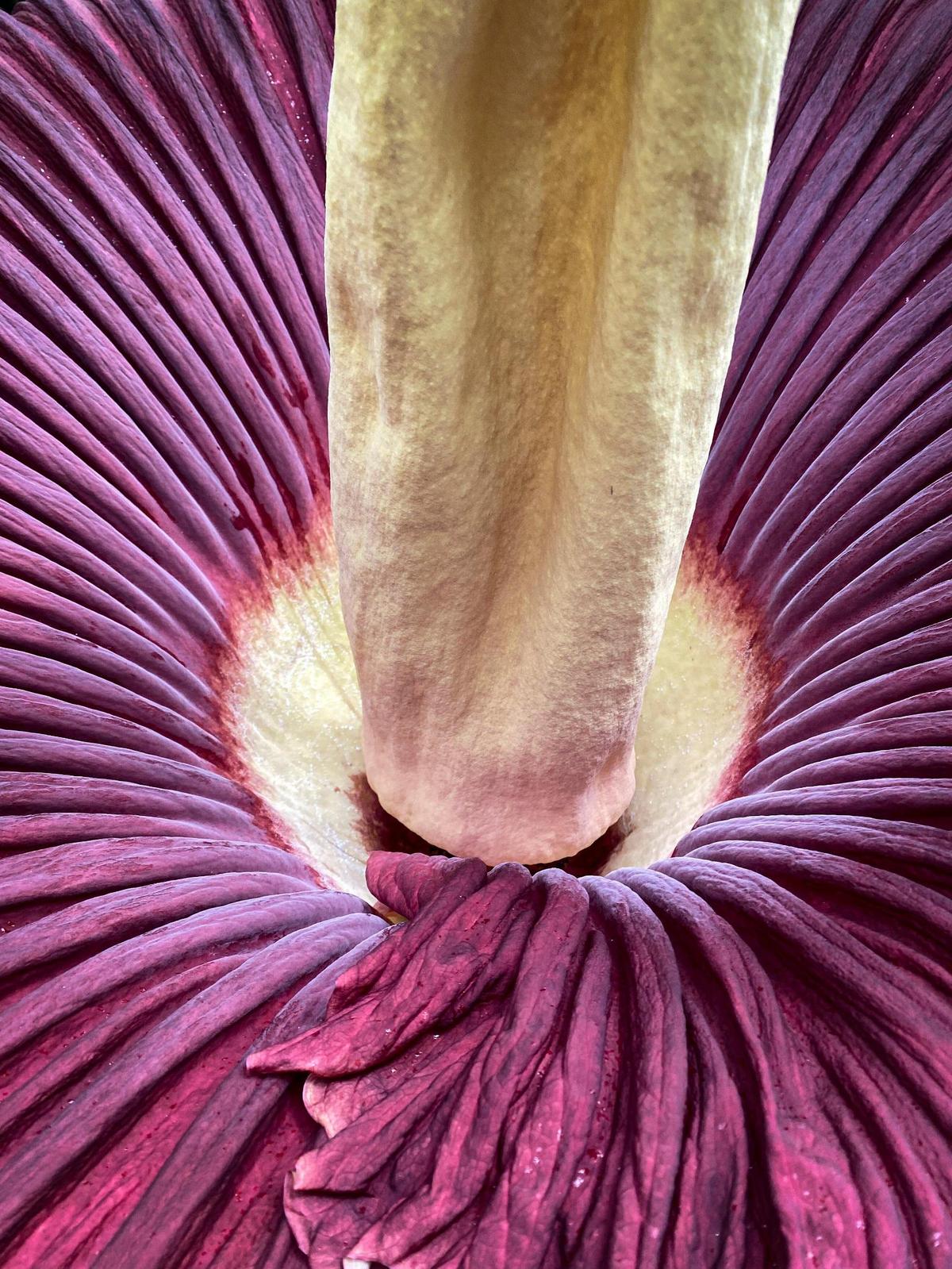 Cal Poly’s campus Plant Conservatory is the site of a rare and brief corpse flower bloom seen here on June 26, 2025. The flower is known for a pungent odor reminiscent of rotting flesh.