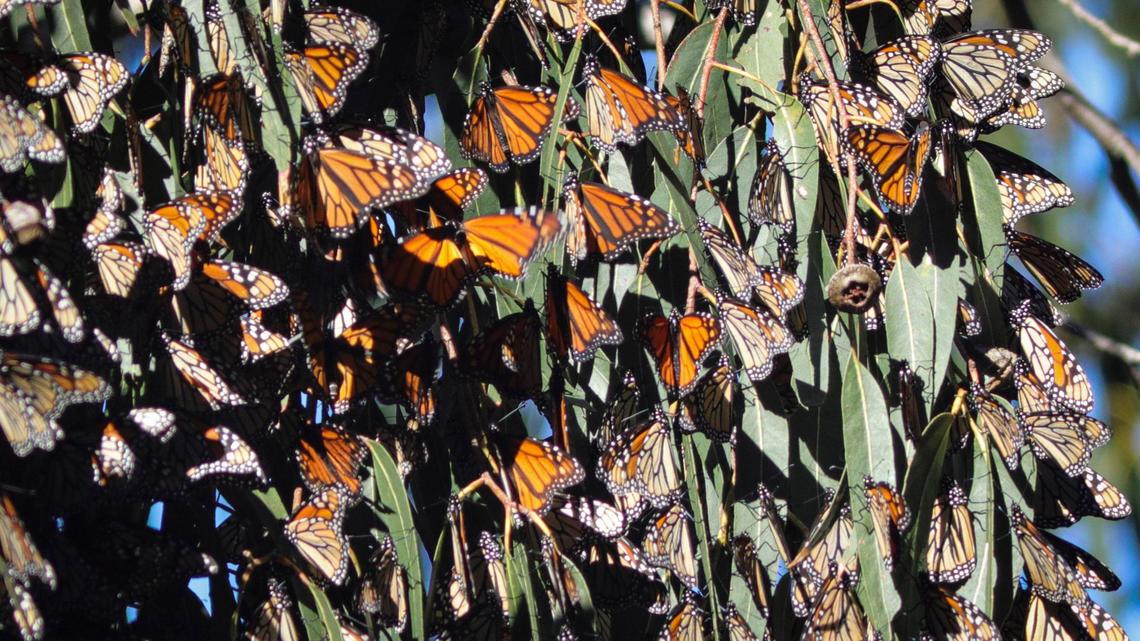 Monarch butterflies are making their annual return to the grove in Pismo Beach on Nov. 8, 2023.