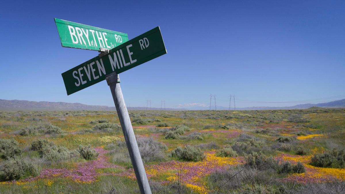 Gold and purple wildflowers bloom at the corner of Seven Mile Road and Brythe Road in California Valley on April 3, 2024.