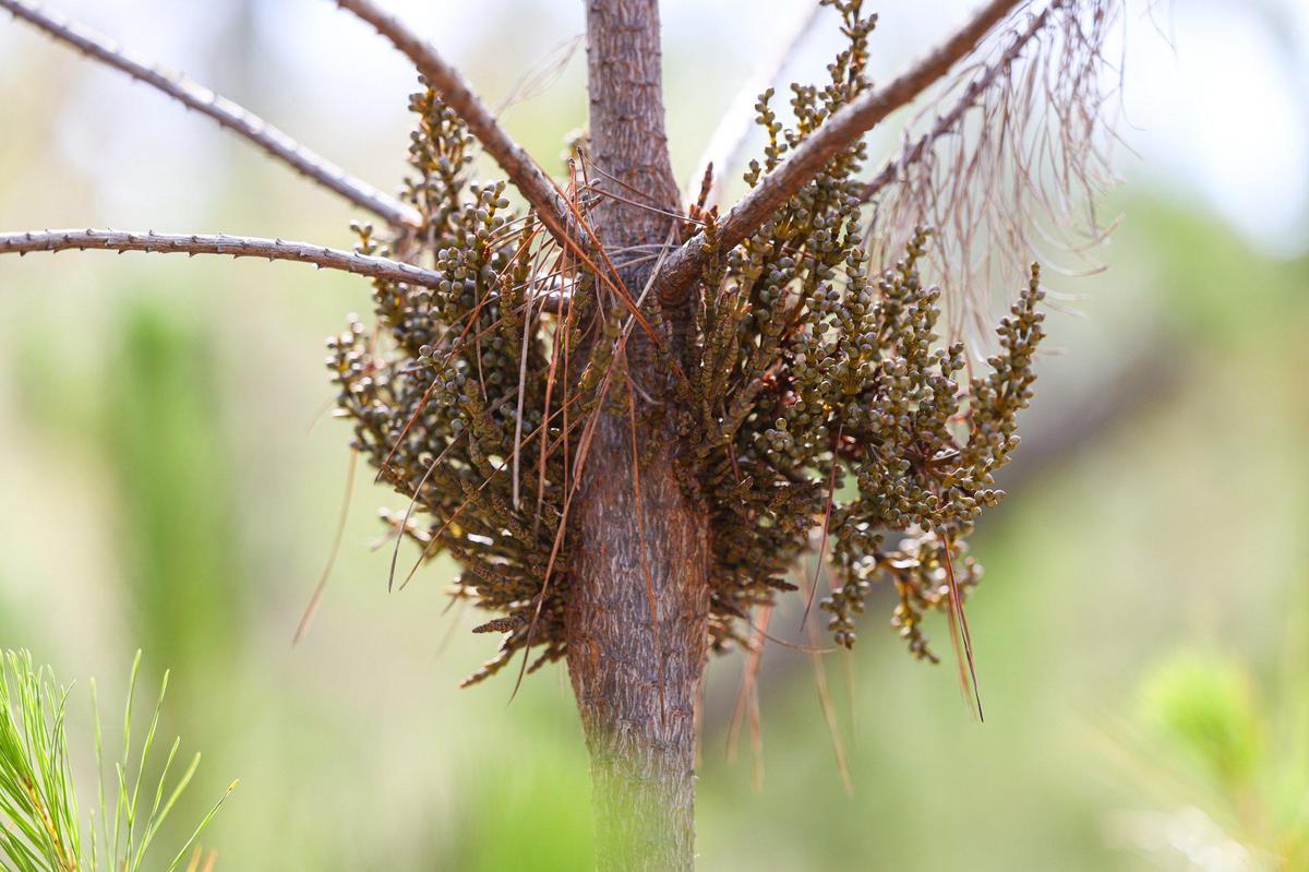 When pines are densely packed, disease like mistletoe can quickly spread damaging trees. Cambria’s Monterey pine trees continue to die from disease and drought gripping the region. New forest management efforts aim to help.