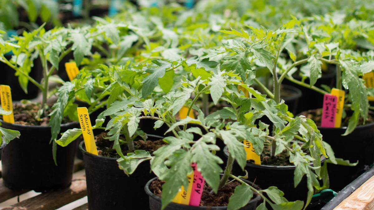 Cal Poly’s annual Tomato Spectacular will return to the Poly Plant Shop on Saturday, April 4 from 10 a.m. to 4 p.m., or until supplies last. More than a hundred varieties of tomato plants will be for sale, as well as pepper, herb and tomatillo plants.