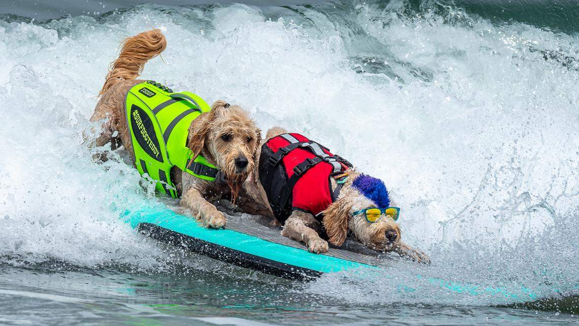 Surfing dogs will shred the waves at Pismo Beach competition this weekend