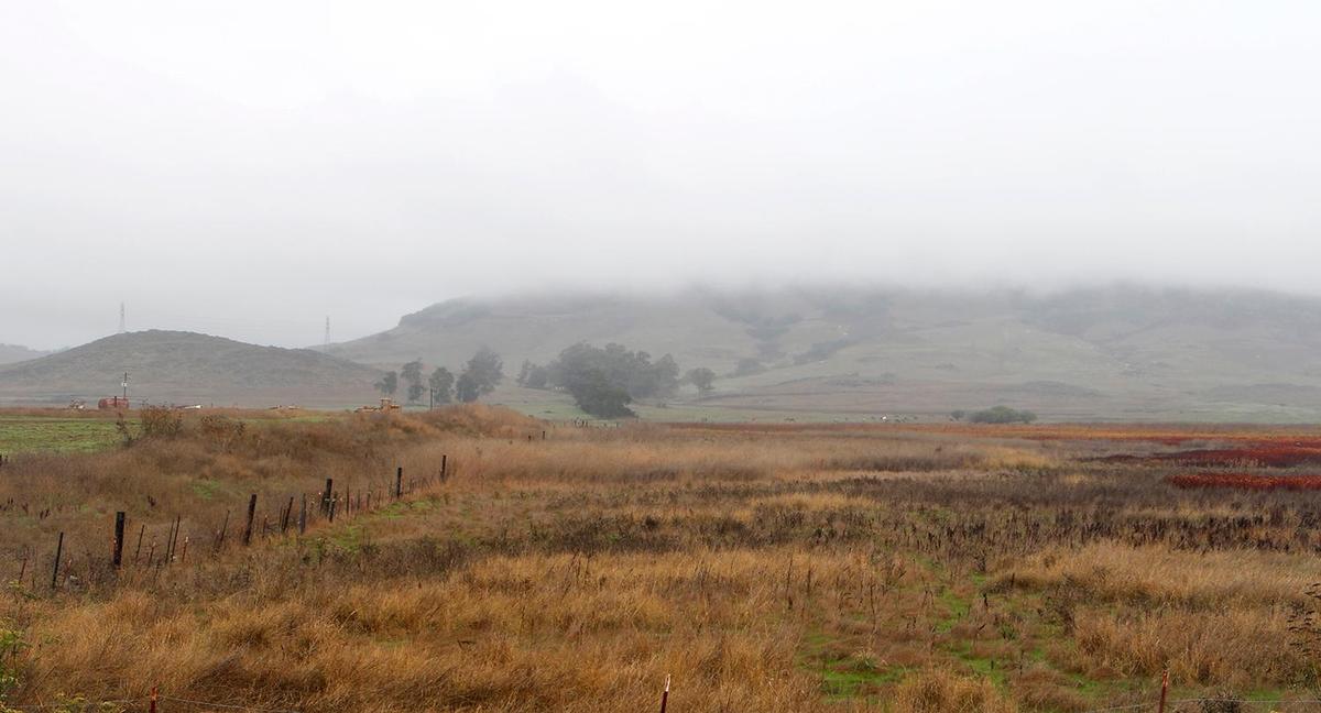 A misty morning rain gave way to a soft, low cloud cover on the mountains in San Luis Obispo. Pictured is Cerro San Luis shrouded in a fog looking from Los Osos Valley Road.