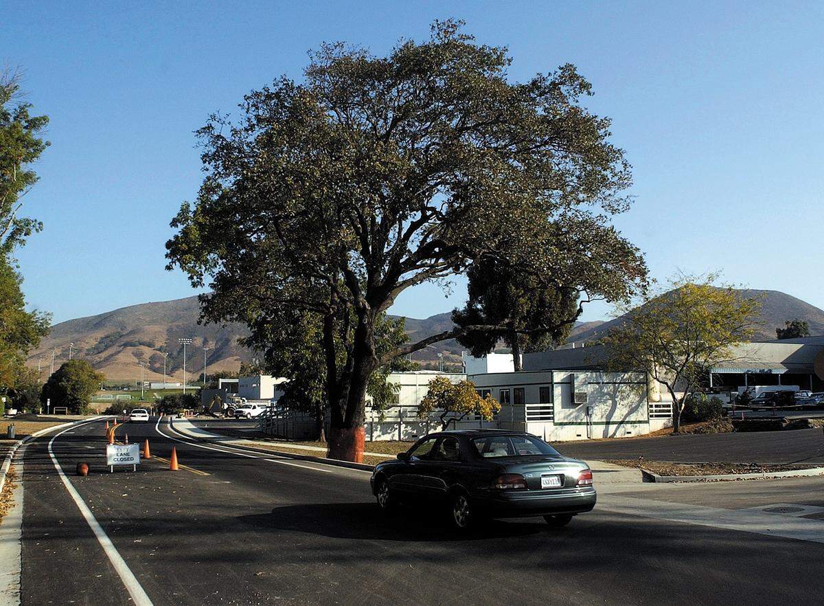 California Boulevard has been realigned through Cal Poly and widened near the Founder’s tree Sept. 29, 2004. Two-way traffic was not happening when this photo was made but is expected in the future.