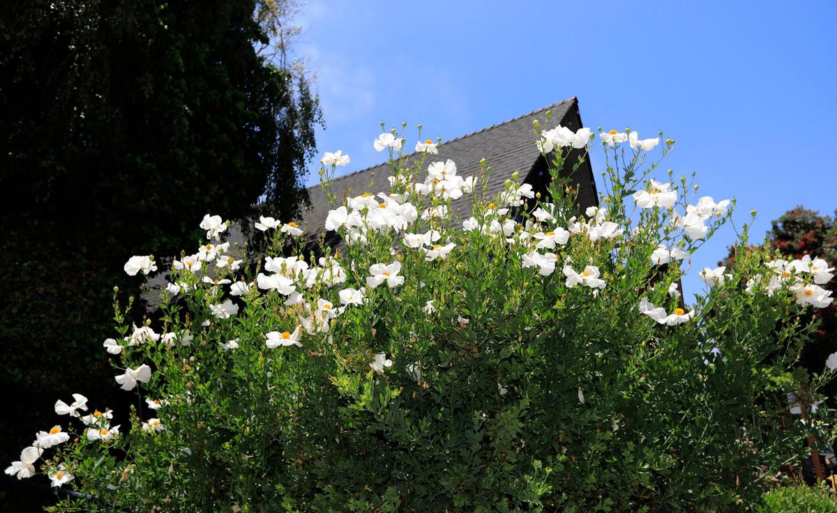 Matilija poppies dominate a yard in front of an art gallery at 836 Main Street in Cambria.