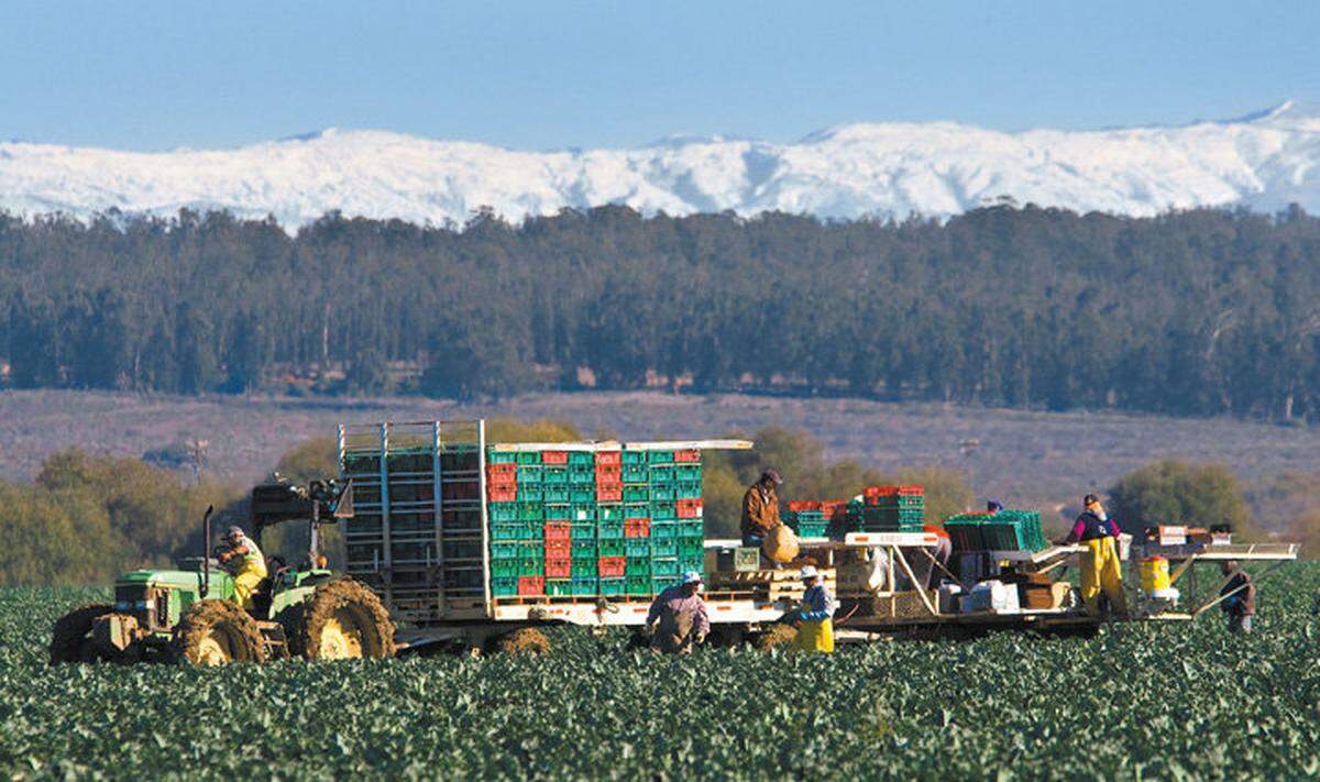 Dec. 8, 2009: Snow blankets the mountains in the background as workers harvest crops off Oso Flaco Lake Road.