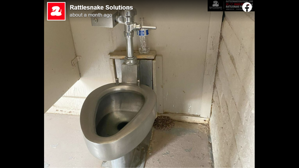This western diamondback rattlesnake was found hiding in a park restroom in Arizona, Rattlesnake Solutions reports.