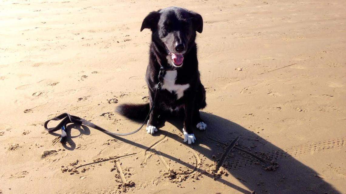 A dog, a ball and a brush with death: How a SLO County vet saved this good boy