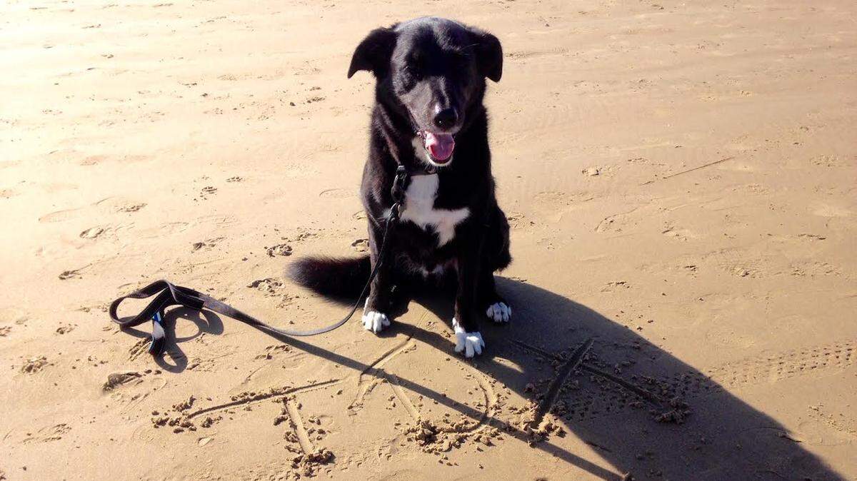 Tux the border collie survived a playdate with a red handball, thanks to quick action by his human and a skilled veterinarian.