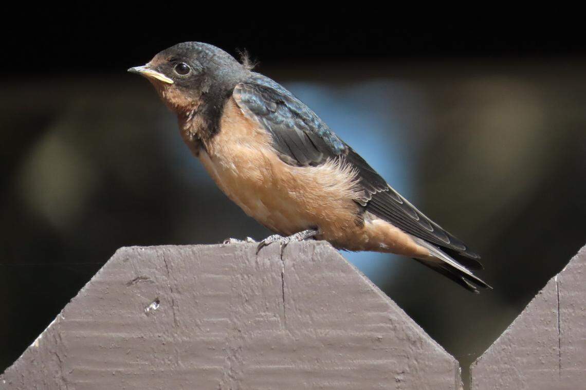 A recently fledged barn swallow is seen in San Luis Obispo County.