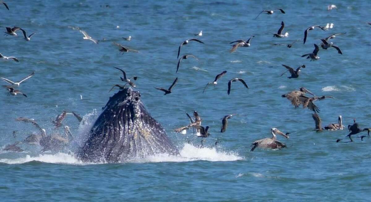 A humpback whale burst out of the water near the Cayucos Pier on June 24, 2026.