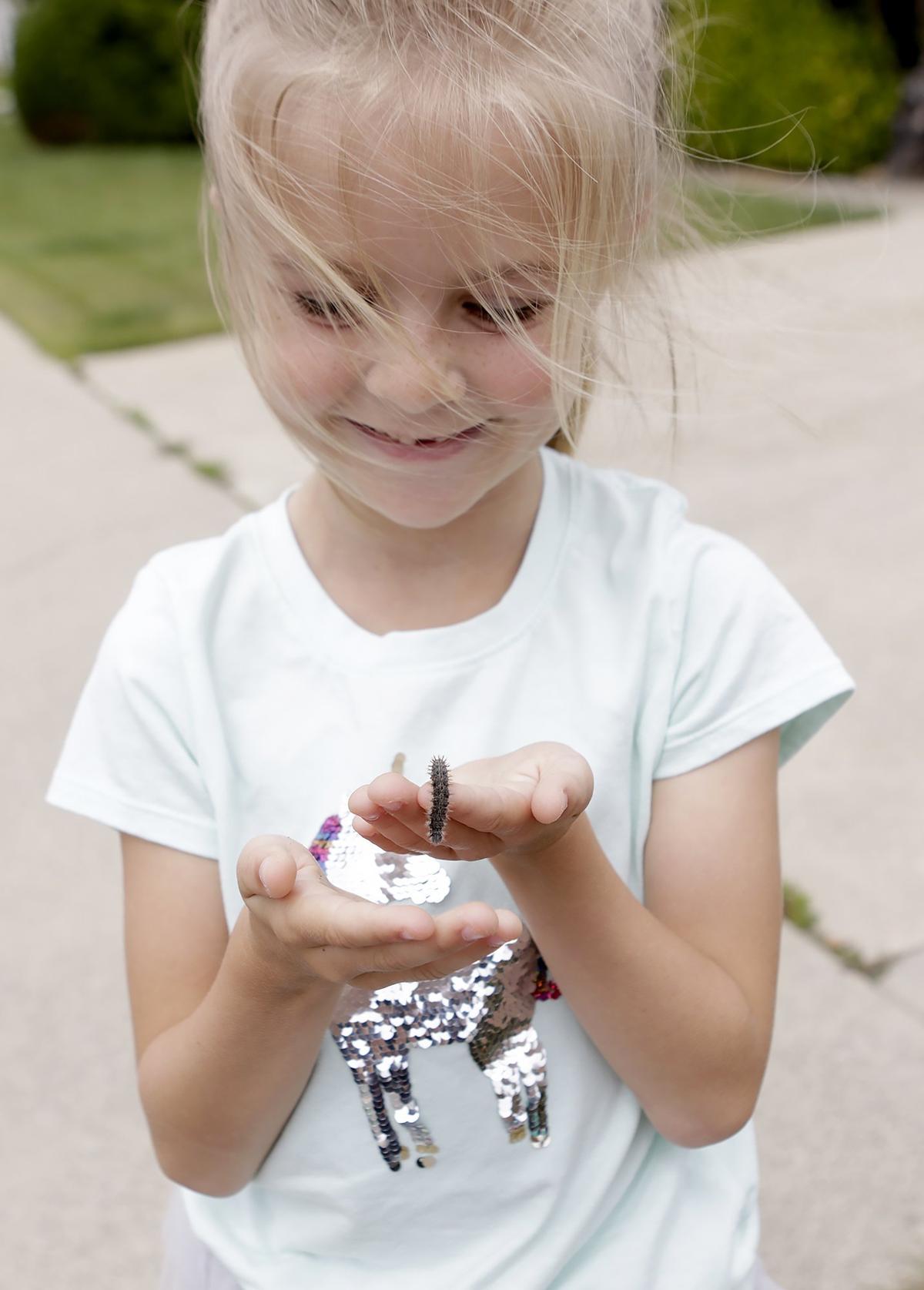Hordes of Painted Butterfly caterpillars have taken over an Arroyo Grande neighborhood. Emery Smith, 8, Arroyo Grande, picks up one of the hundreds of butterflies marching down Turquoise Street in Arroyo Grande while walking with her mom, Sarah. (Laura Dickinson)