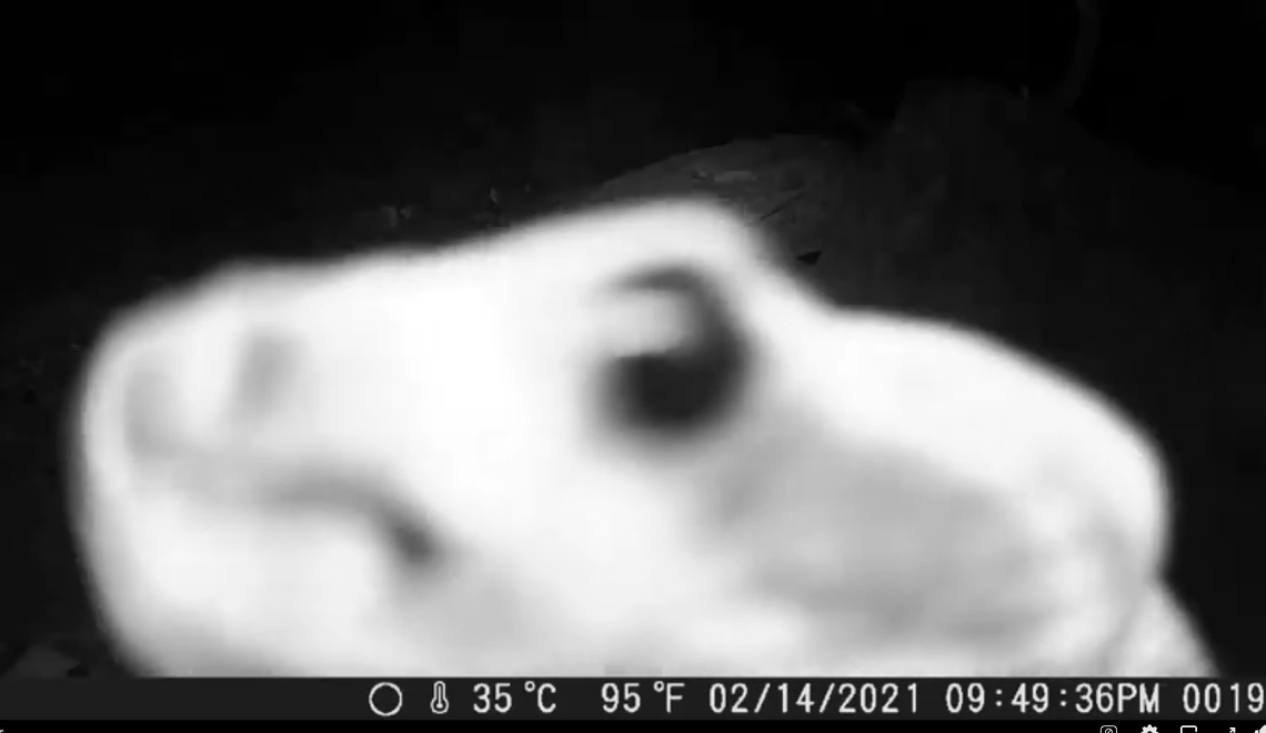 The equivalent of a rattlesnake selfie popped up on an Arizona trail camera after a teen left out water for snakes during a drought.