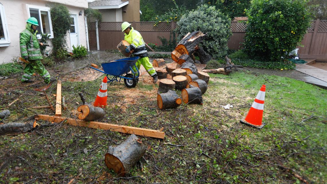 High winds brought down this tree in the back yard of a house on San Marcos Court. Laura Cone and Erick Ross are getting married there Saturday, and Bunyon Brothers are removing the tree to make way for the ceremony.