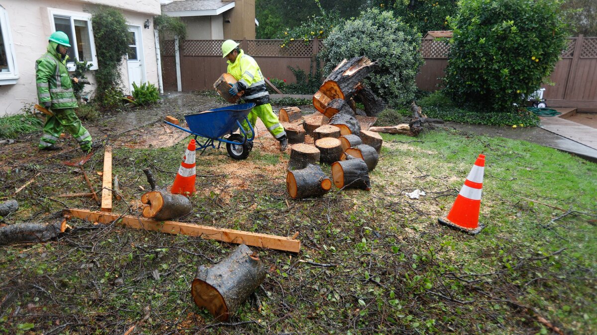 High winds brought down this tree in the back yard of a house on San Marcos Court. Laura Cone and Erick Ross are getting married there Saturday, and Bunyon Brothers are removing the tree to make way for the ceremony.