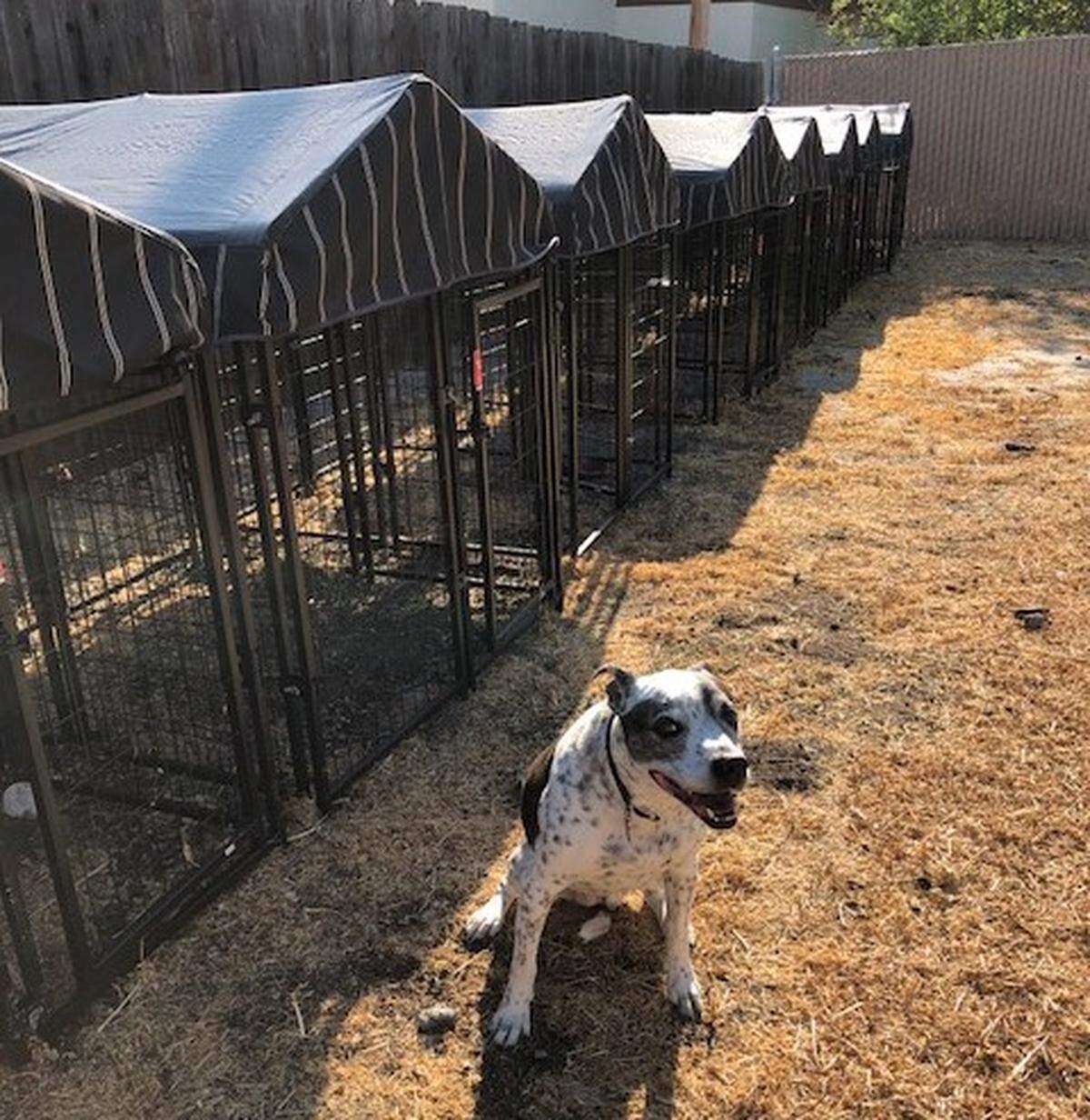 A dog sits outside a dozen kennels recently installed at RISE’s Atascadero shelter. The kennels allow survivors of domestic violence to escape dangerous living situations without leaving their animals behind.