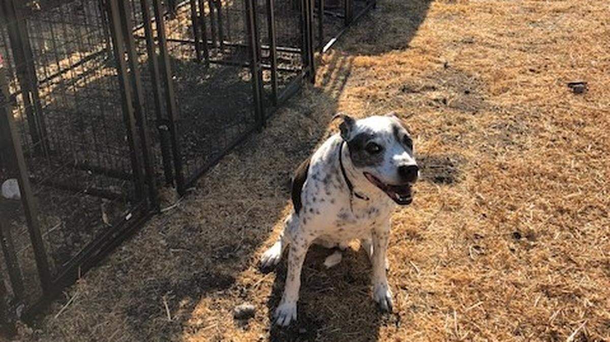 A dog sits outside a dozen kennels recently installed at RISE’s Atascadero shelter. The kennels allow survivors of domestic violence to escape dangerous living situations without leaving their animals behind.