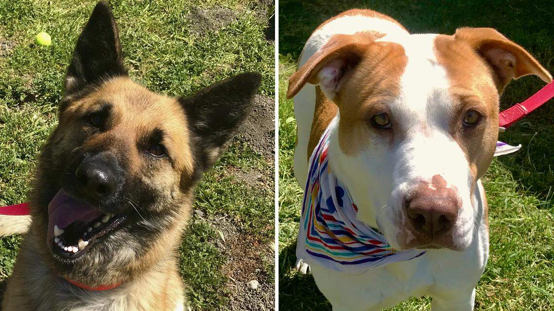 Meet Mariposa and Cassie — 2 very different shelter dogs who long for the same thing: home
