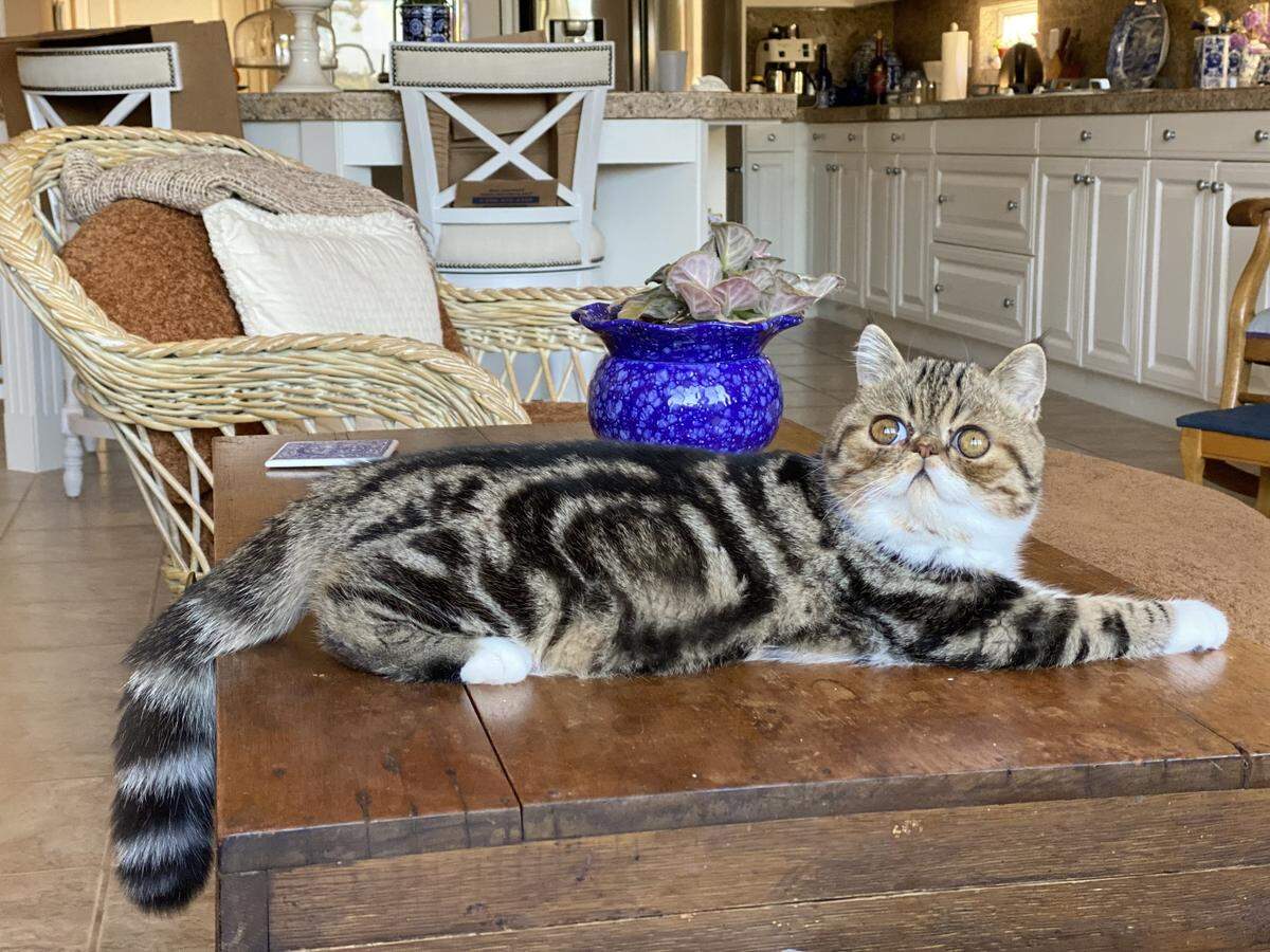 Oliver, also known as Ollie, is a 8-month-old Exotic cat who lives in Arroyo Grande.