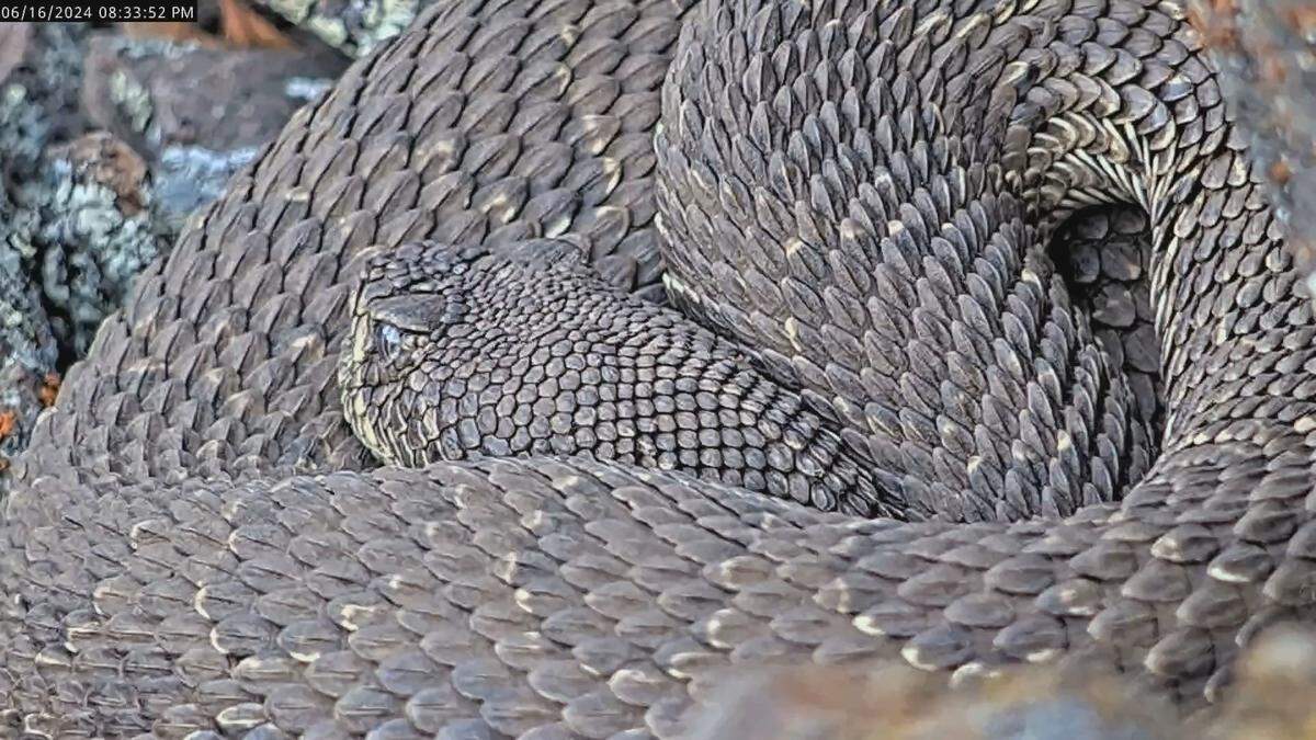 A new Cal Poly rattlesnake research livestream broadcasts video of a rare “mega-den” in Colorado that’s home to hundreds of snakes.