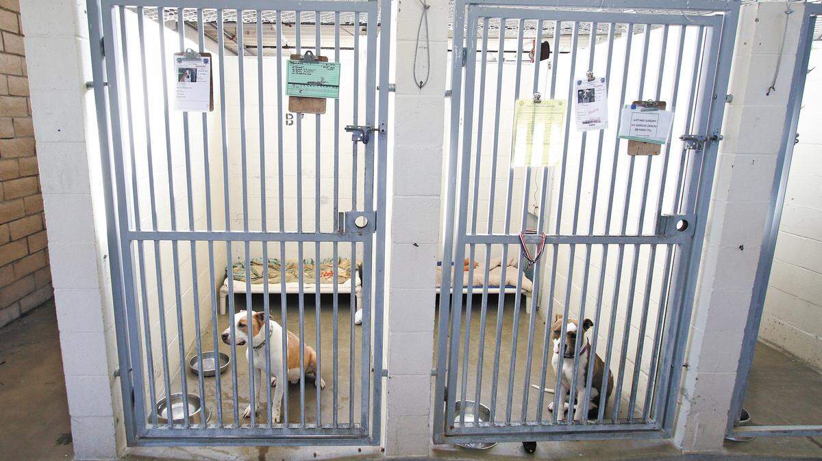 San Luis Obispo County's Animal Services shelter, built in the 1970s on an old Camp San Luis Obispo landfill, is showing its age.