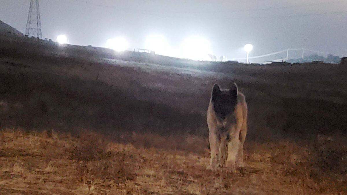 Wolfie, a semi-wild Akita dog, lived for years in the opens spaces of San Luis Obispo’s South Hills area, becoming a mascot for the neighborhood. She died in late August.