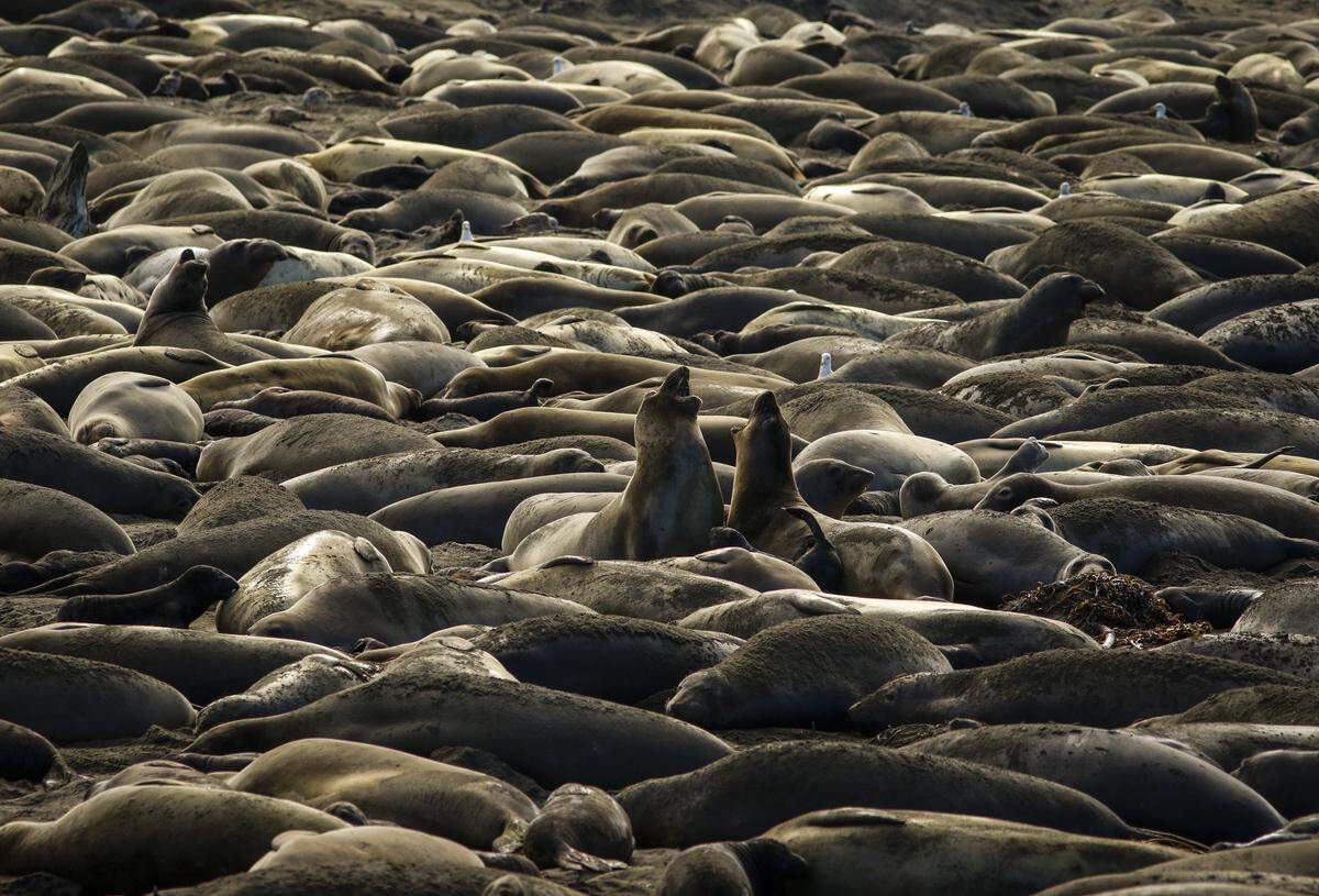A pair of female elephant seals clash amongst a packed beach at the Piedras Blancas Elephant Seal Rookery. The whole rookery’s population is estimated at 20,000 making it the largest mainland rookery in the world. Photo by Joe Johnston 01-19-18